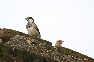 House sparrow. Its other name Passer domesticus and Indian House sparrow. This is a bird of the sparrow family Passeridae, found in most parts of the world. 