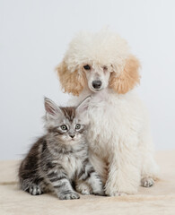 Poodle puppy sitting with tiny maine coon cat on a bed at home