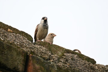 House sparrow. Its other name Passer domesticus and Indian House sparrow. This is a bird of...