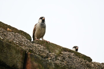 House sparrow. Its other name Passer domesticus and Indian House sparrow. This is a bird of...