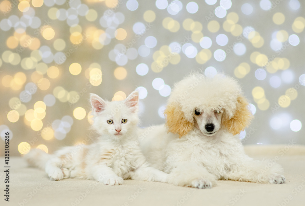 Poster poodle puppy and maine coon kitten lying together on festive background. empty space for text
