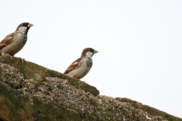House sparrow. Its other name Passer domesticus and Indian House sparrow. This is a bird of...