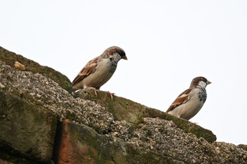 House sparrow. Its other name Passer domesticus and Indian House sparrow. This is a bird of...