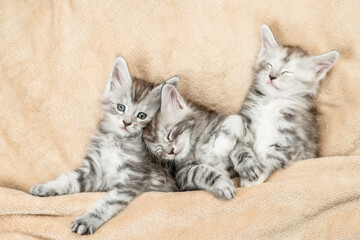 Three cozy Maine coon kitten sleep under warm blanket on a bed at home. Top down view
