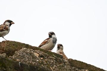 House sparrow. Its other name Passer domesticus and Indian House sparrow. This is a bird of the sparrow family Passeridae, found in most parts of the world. 