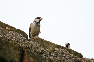 House sparrow. Its other name Passer domesticus and Indian House sparrow. This is a bird of...