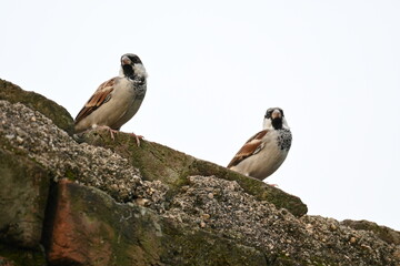 House sparrow. Its other name Passer domesticus and Indian House sparrow. This is a bird of...