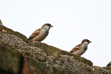 House sparrow. Its other name Passer domesticus and Indian House sparrow. This is a bird of the sparrow family Passeridae, found in most parts of the world. 