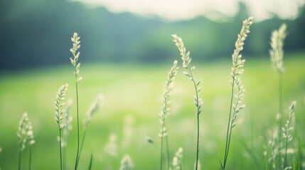 Serene green field with tall grass swaying gently in the breeze under soft sunlight