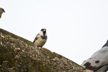 House sparrow. Its other name Passer domesticus and Indian House sparrow. This is a bird of the sparrow family Passeridae, found in most parts of the world. 