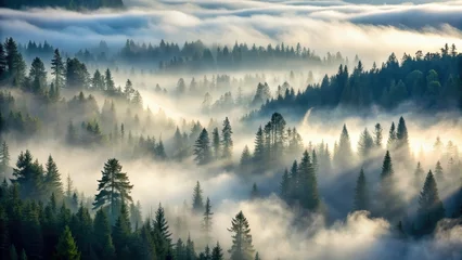 Dense fog rolling in over a misty forest landscape in the Pacific Northwest, wilderness, nature,  wilderness