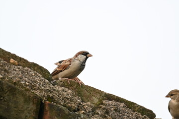House sparrow. Its other name Passer domesticus and Indian House sparrow. This is a bird of...