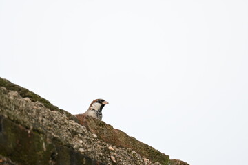 House sparrow. Its other name Passer domesticus and Indian House sparrow. This is a bird of...