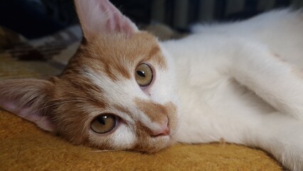 cat, close-up, ginger and white fur