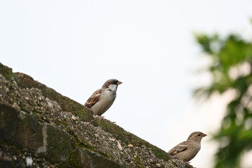House sparrow. Its other name Passer domesticus and Indian House sparrow. This is a bird of the sparrow family Passeridae, found in most parts of the world. 