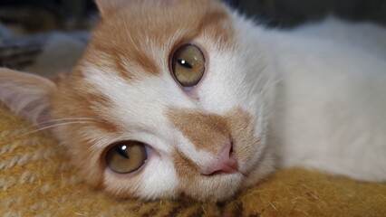cat, close-up, ginger and white fur