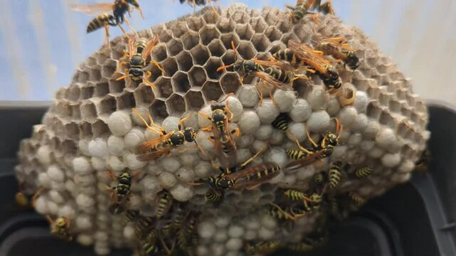 Paper wasp Polistes dominula - Wasp nest with larvae and pupae in paper honeycomb