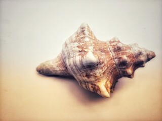 The seashell is the central focus of the image, with its unique shape and texture highlighted against a clean white background