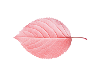 pink leaf texture isolated transparent background 
