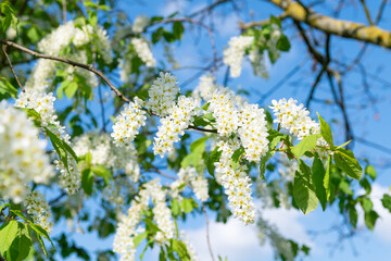 Background with flowering bird cherry tree branches in springtime, bird cherry tree branches on blue sky background, springtime concept, close up