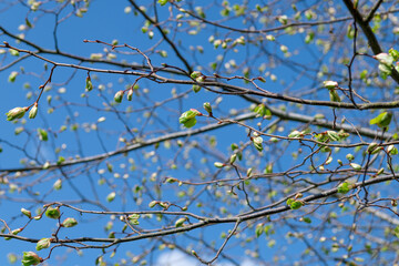 Background with light green buds on tree branches in springtime, birch tree buds on branches on blue sky background, springtime, new life concept, close up