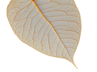 close up white leaf texture isolated transparent background 