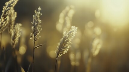 Obraz premium Moment with Soft Bokeh Background, Ethereal Light, Dreamy Atmosphere, Calm Scene, Peaceful Setting, Gentle Focus