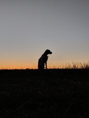 Silhouette of a pointer dof