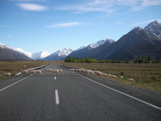 Sheeps crossing cook mountain new zealand