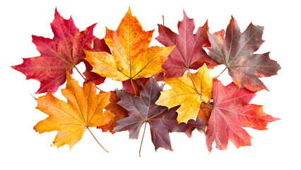 Obraz premium maple autumn leaves Isolated on a white background