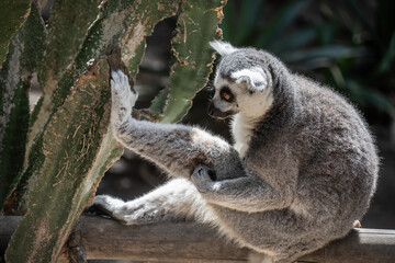 Ring-Tailed Lemur Interacting with a Cactus in Natural Habitat. A ring-tailed lemur sitting on a wooden beam, curiously touching a cactus, in a sunlit natural environment.