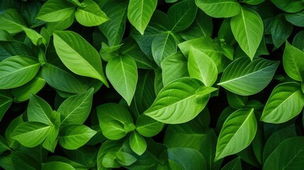 verdant leaves green