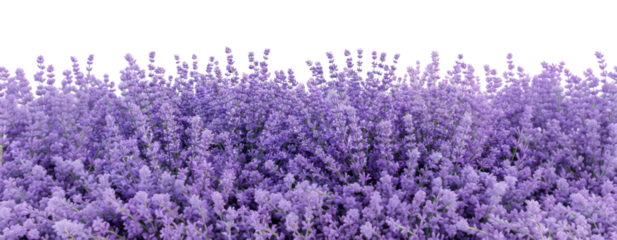 PNG Lavender bush flowers nature vegetation.