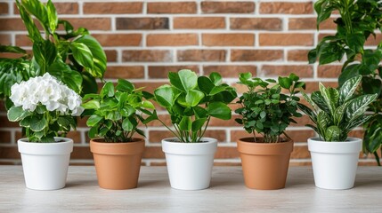 Houseplants in pots on a table against brick wall. Suitable for home decor or gardening
