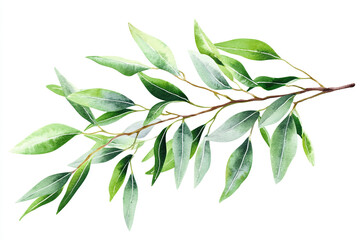 Fototapeta premium Watercolor Eucalyptus Branch Illustration