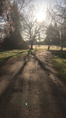 Naklejka premium Forest tree landscape 