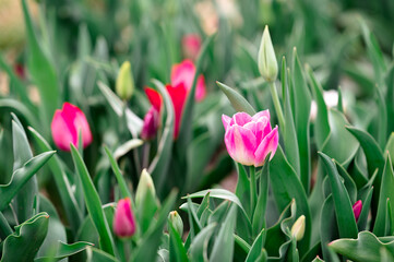 Colorful tulips photography, field of tulips white and pink tulips purple tulips multicolored flowers spring bouquet spring flowers netherland flowers field 