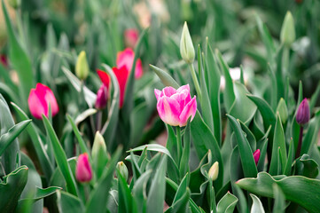 Colorful tulips photography, field of tulips white and pink tulips purple tulips multicolored flowers spring bouquet spring flowers netherland flowers field 