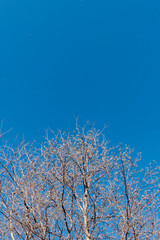 澄み渡る冬の青空にナンキンハゼの木