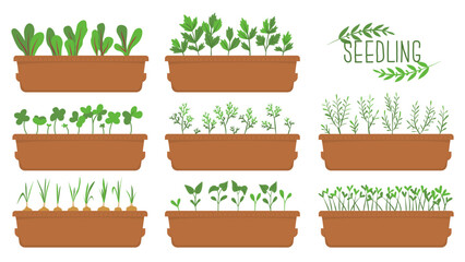 Set of boxes with seedlings of microgreens. Shoots of vegetables. Harvesting, vitamins in greens and vegetables. Spring seedlings. Vector illustration isolated on a transparent background.