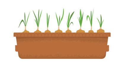 Box with seedlings of microgreens. Onion shoots. Harvesting, vitamins in greens and vegetables. Home garden. Spring seedlings. Vector illustration isolated on transparent background.