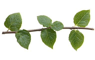 Fototapeta premium Close up of green leaves on branch, isolated on white background, for nature or spring themed design