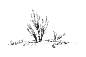 Posidonia oceanica seagrass vector illustration. Neptune grass or Mediterranean tapeweed drawing.