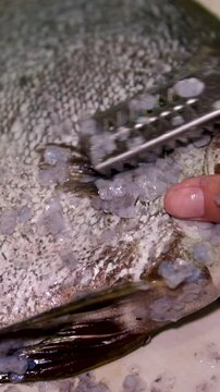 vietnamese fish food flat. fish clean cook rare flat hong kong fish cooking recipe asian cuisine restaurant exclusive delicacy
