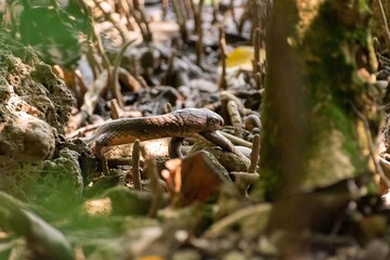Brown Snake Slithering Through Forest Floor
