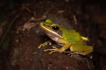 Naklejka premium Bright Green Frog on a Dark Forest Floor