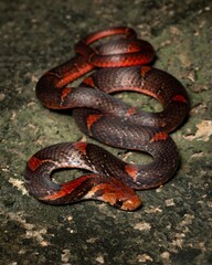 Obraz premium Colorful Snake on Stone Surface