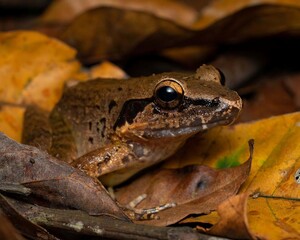 Obraz premium Frog Resting Among Autumn Leaves in Nature