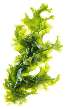 PNG Sea Lettuce seaweed white ingredient.
