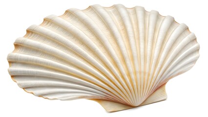 Fototapeta premium Photorealistic Scallop Seashell Intricate Ribs & Natural Beauty V6